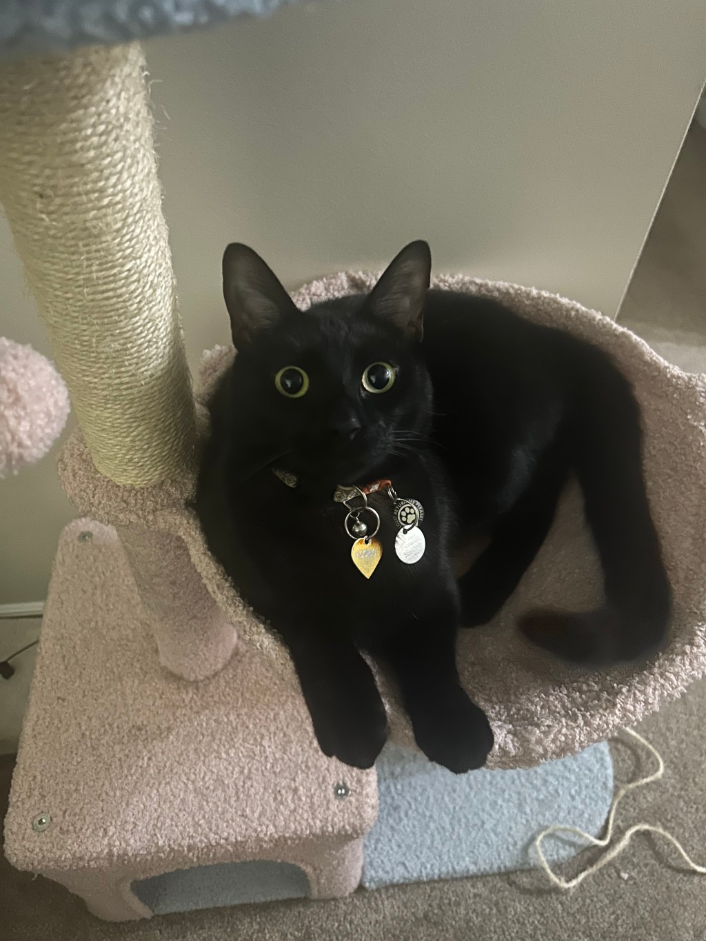 Black Cat Girl/Golden Retriever Boy